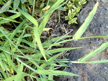 Digitaria sanguinalis